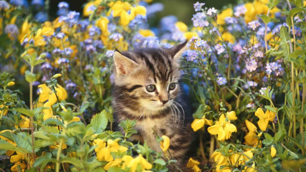חתולה בגינה