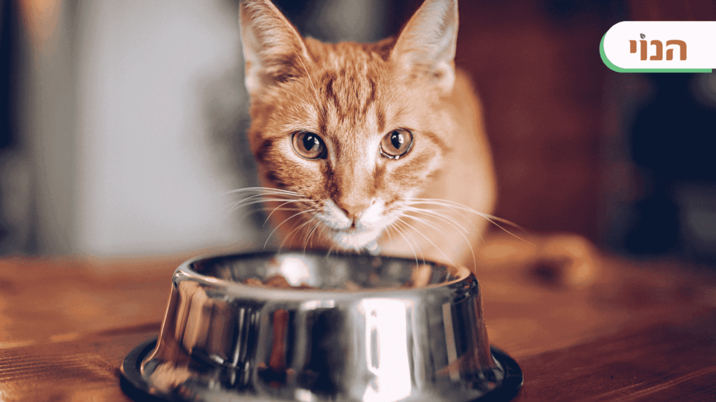 אוכל לגורי חתולים