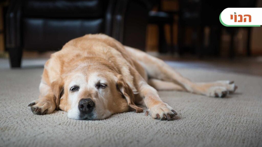 כלב מבוגר ישן
